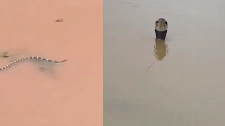 snake