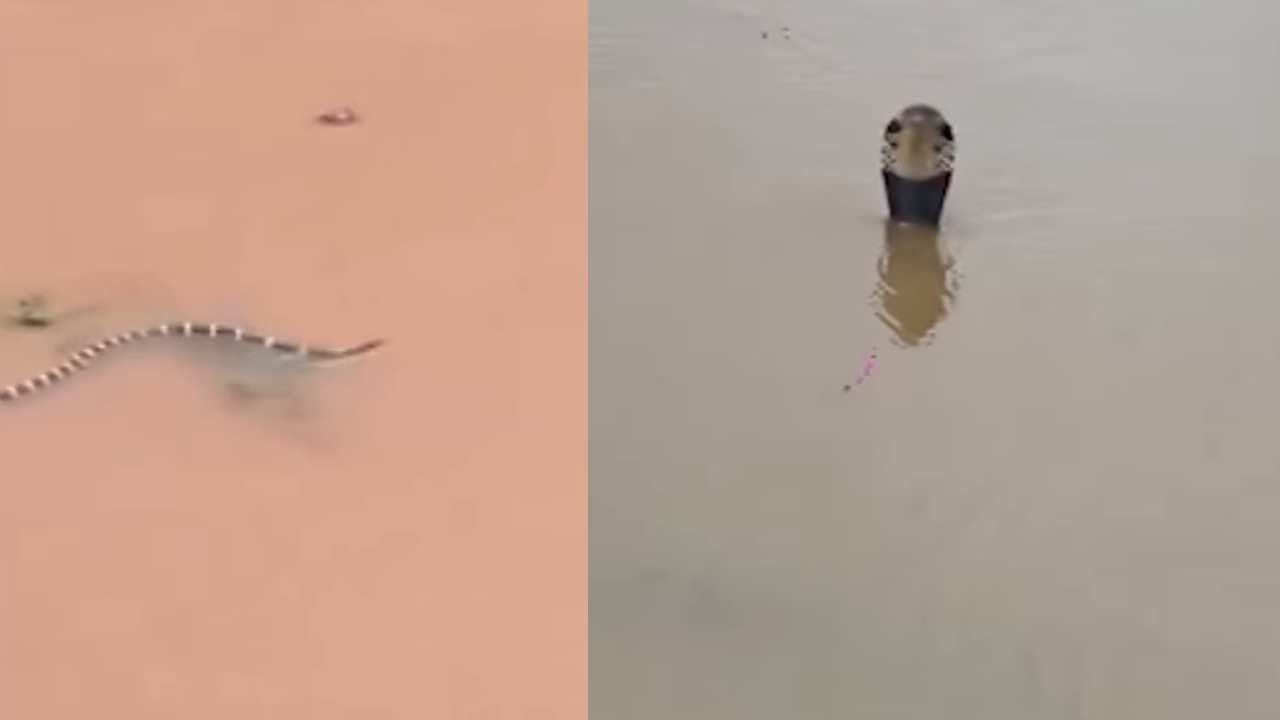 snake