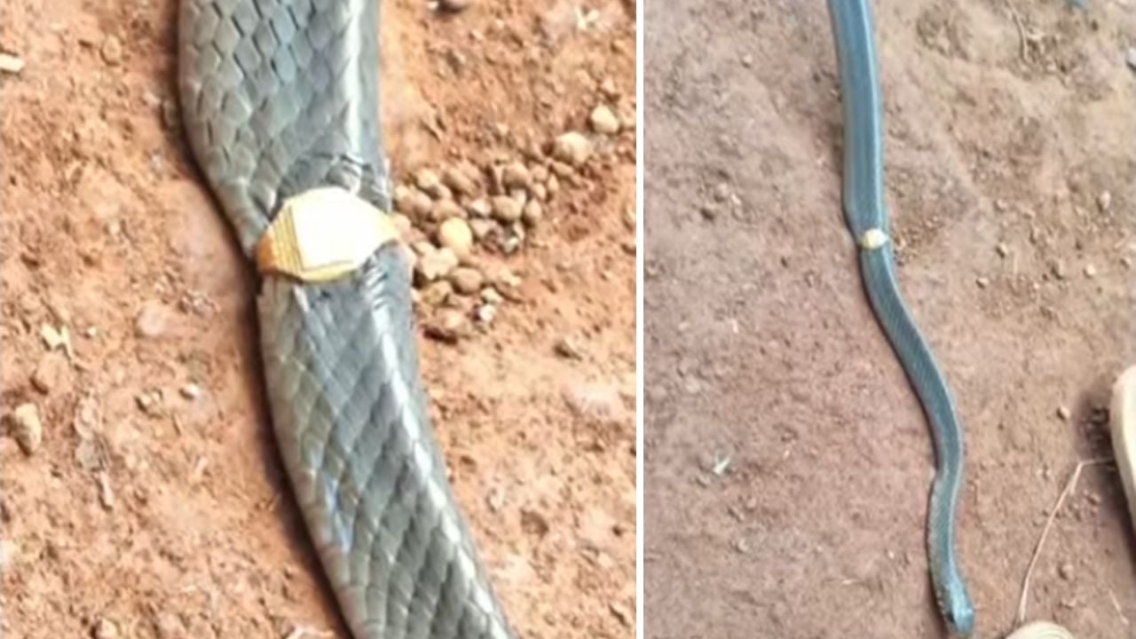 snake gold ring kasargod