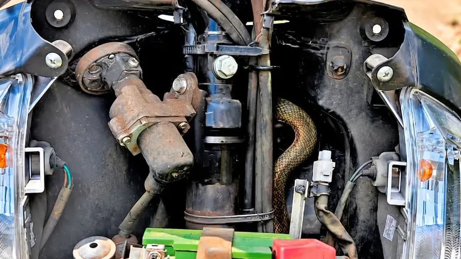 snake in bike