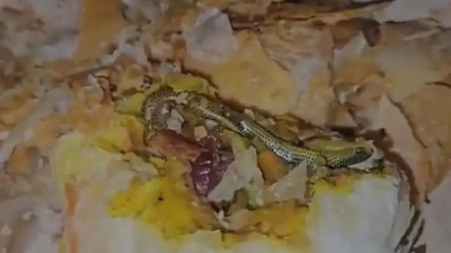 snake in snack