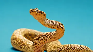snake oman