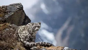 snow leopard