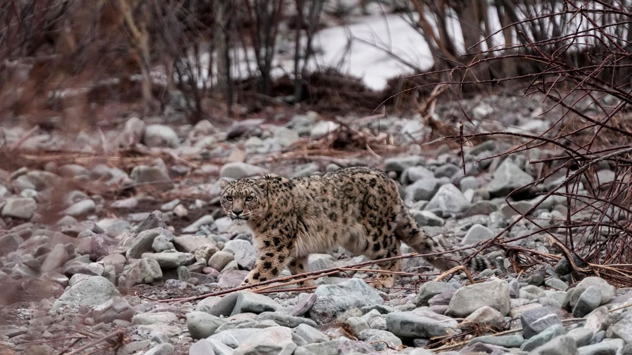snow leopard