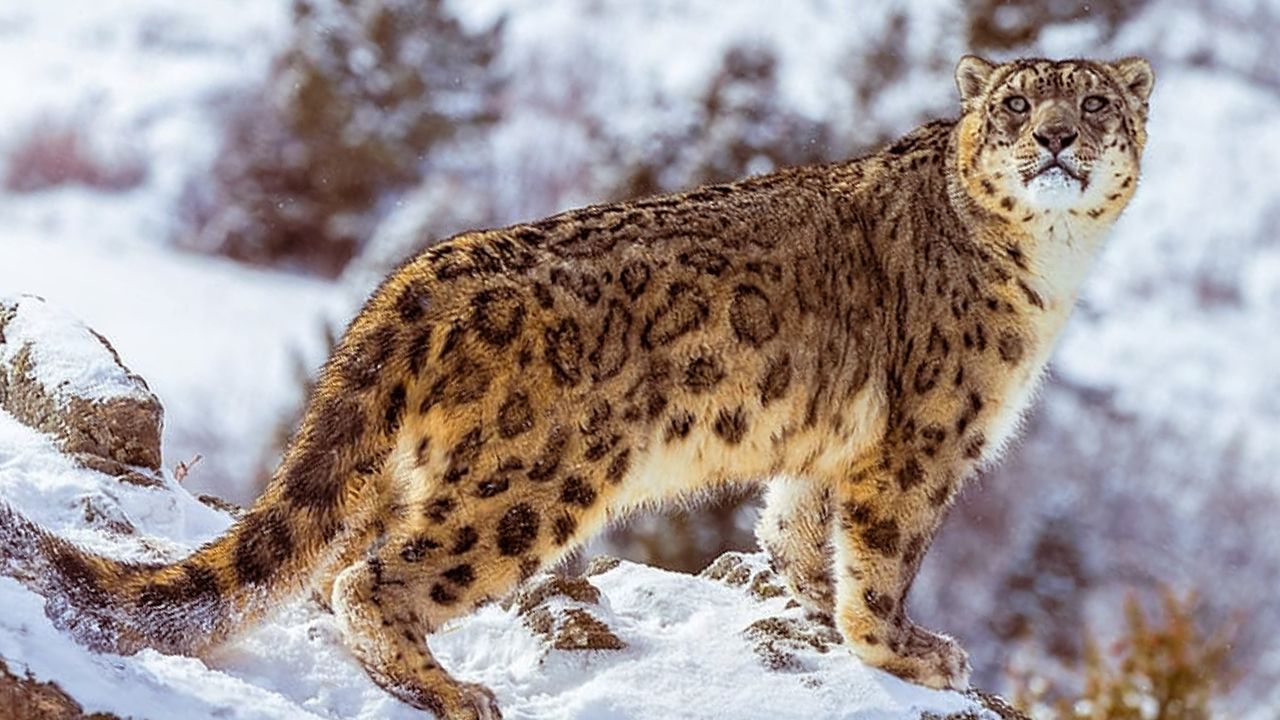 snow leopards
