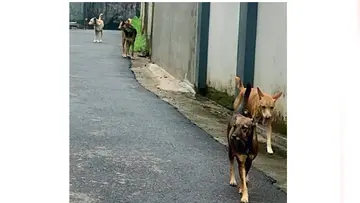 Stray dog menace is severe.
