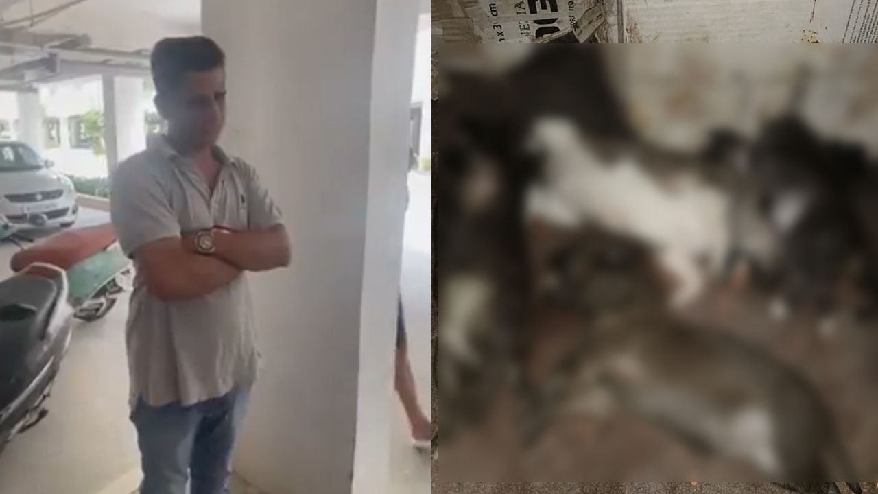 stray dog killed