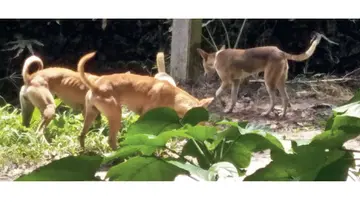 stray dogs