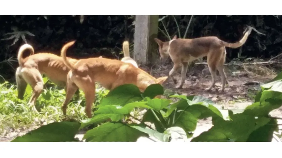 stray dogs