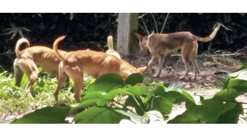 stray dogs