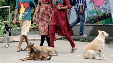 stray dogs