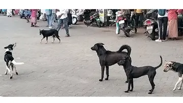 Stray dog menace