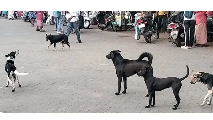 Stray dog menace