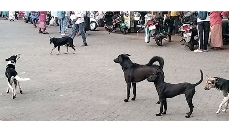 Stray dog ​​menace