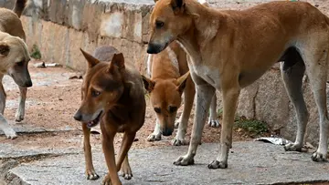 strayg=dog