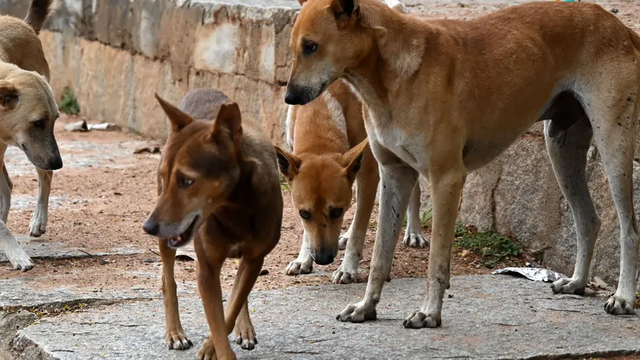 strayg=dog