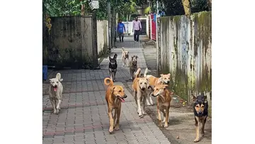 Stray dog harassment