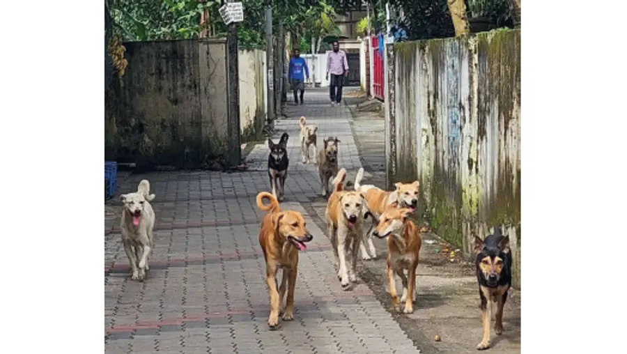 Stray dog harassment