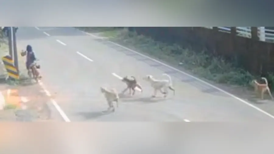 Street Dog