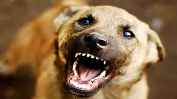 street dog
