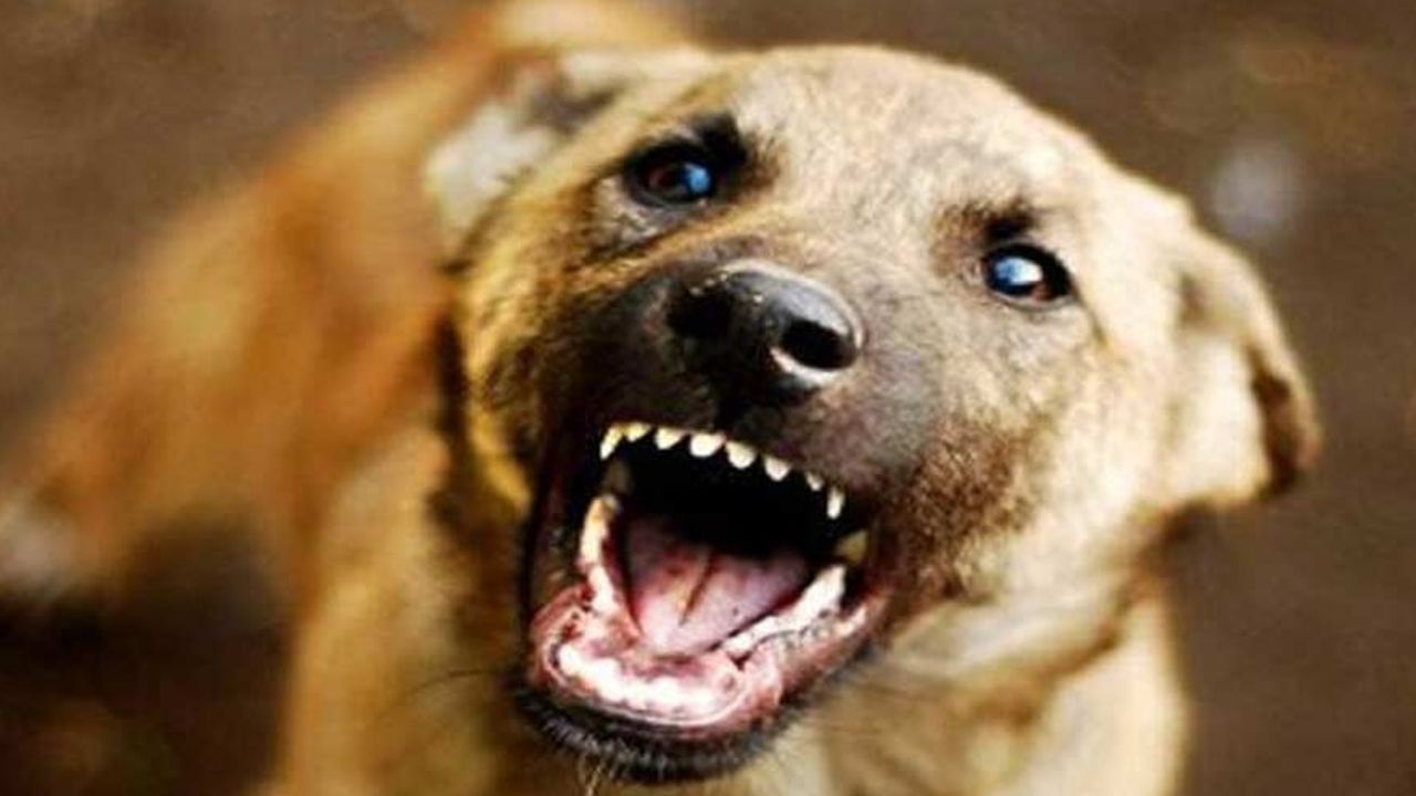 street dog