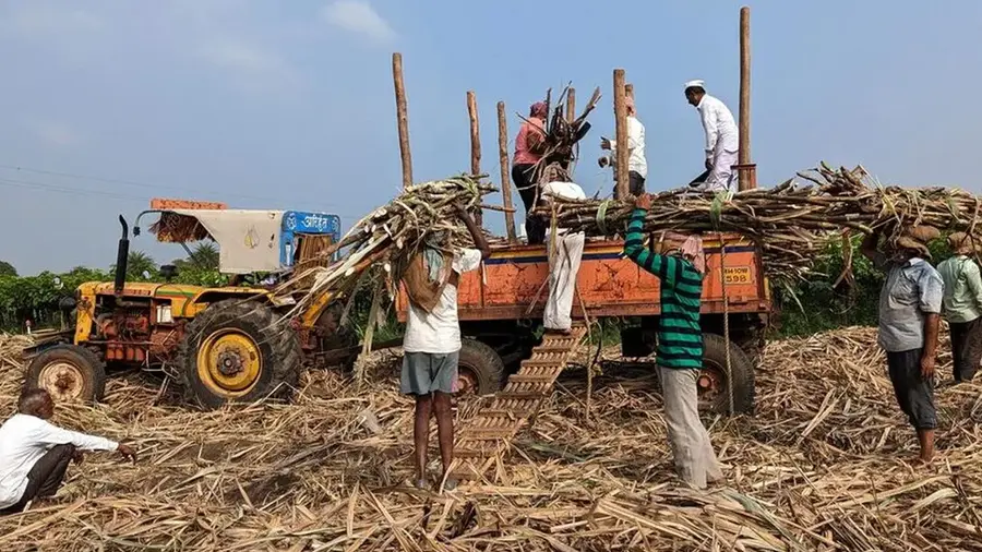 sugarcane