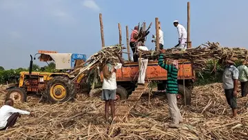 sugarcane