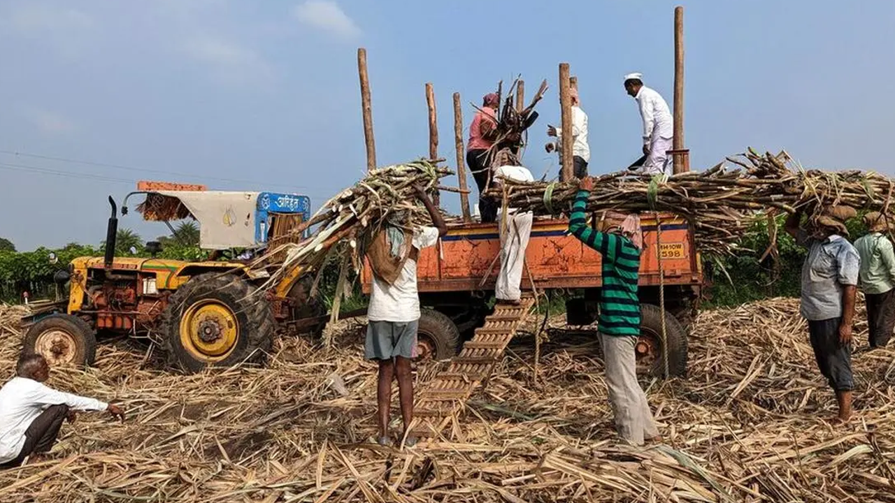 sugarcane