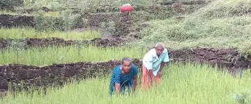 Rice cultivation