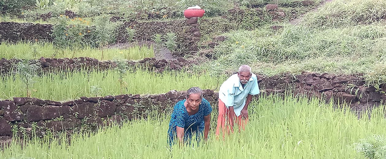Rice cultivation
