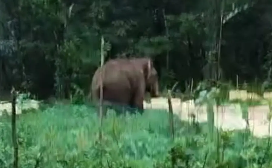 Wild elephant