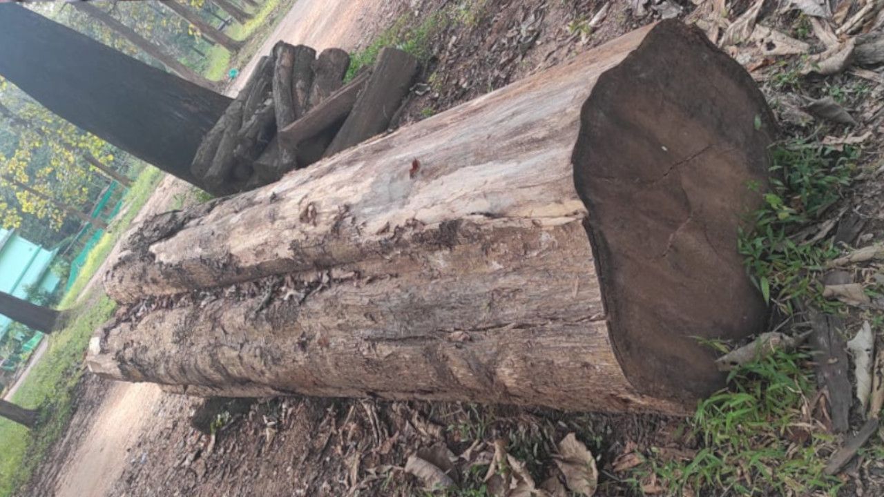 teak wood.jpg