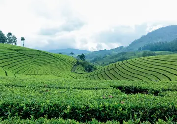 Tea leaves