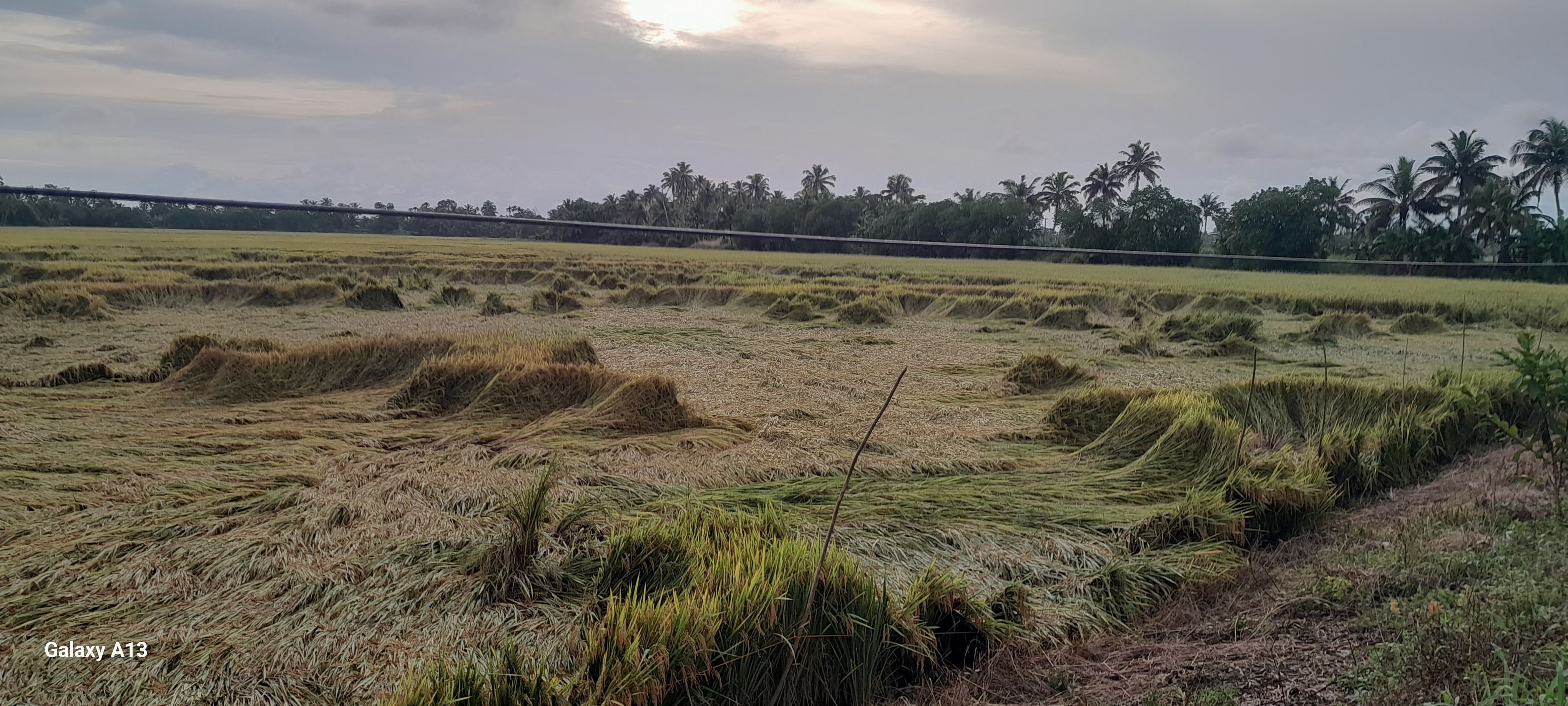 നെടുമുടി കൃഷിഭവന്‌ കീഴിലെ പൊങ്ങ പാടശേഖരത്തില്‍ മഴയിൽ വീണ നെൽച്ചെടികൾ