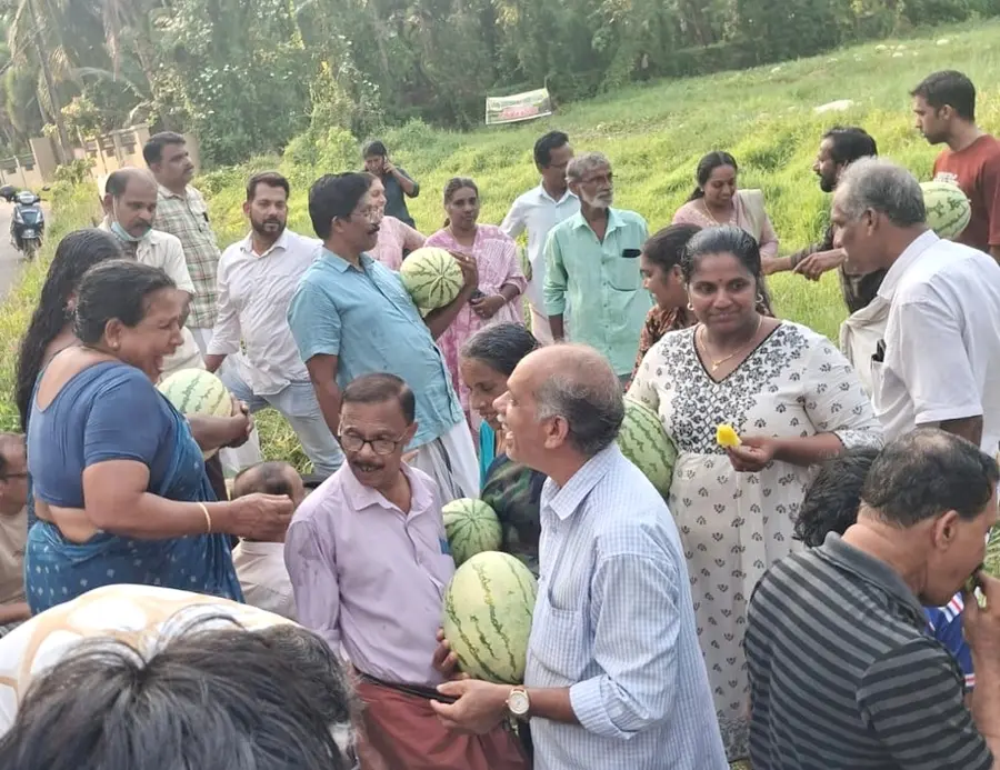 തണ്ണിമത്തൻ വിളവെടുപ്പില്‍ നിന്ന്  
