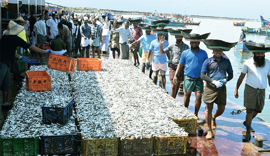 tanur harbour