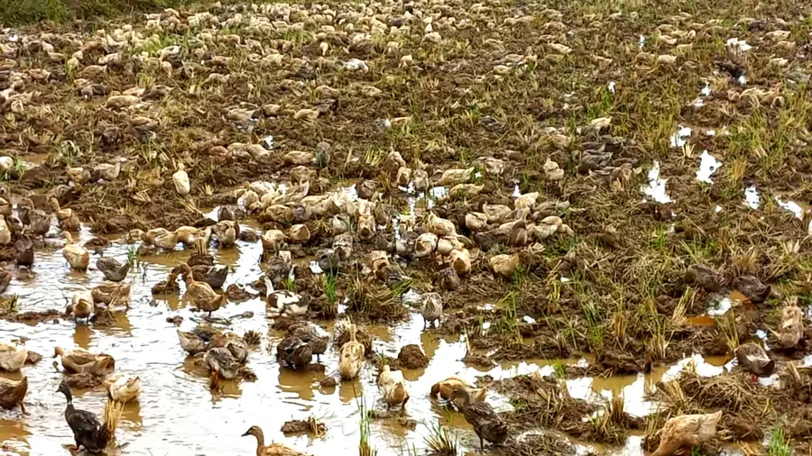 താറാവുകൂട്ടങ്ങൾ