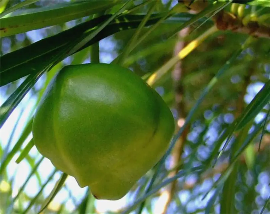 poisonous fruits