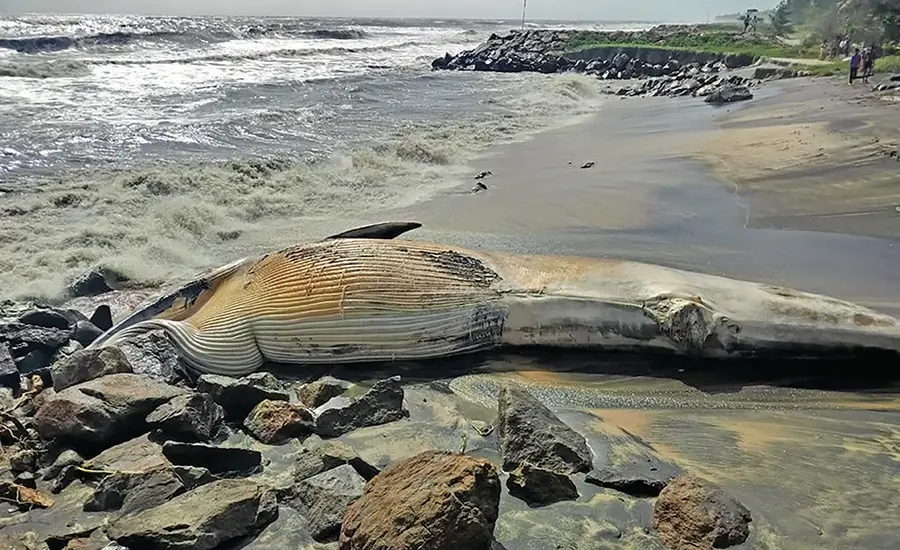 പുറക്കാട് തീരത്ത് അടിഞ്ഞ തിമിംഗിലത്തിന്റെ ജഡം