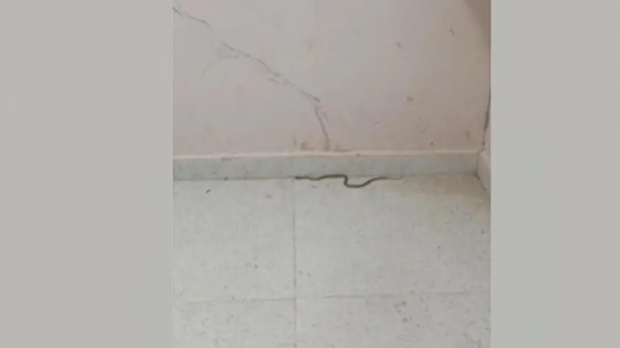 snakeatm