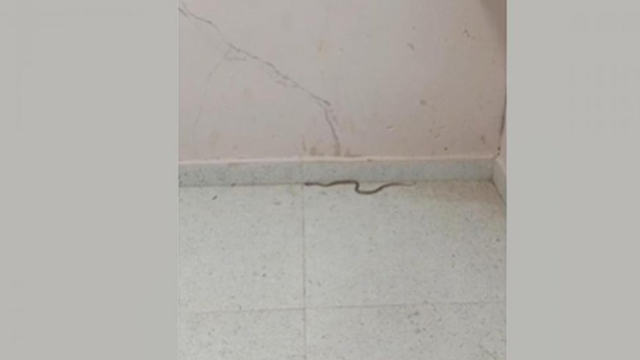 snakeatm