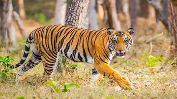 tiger