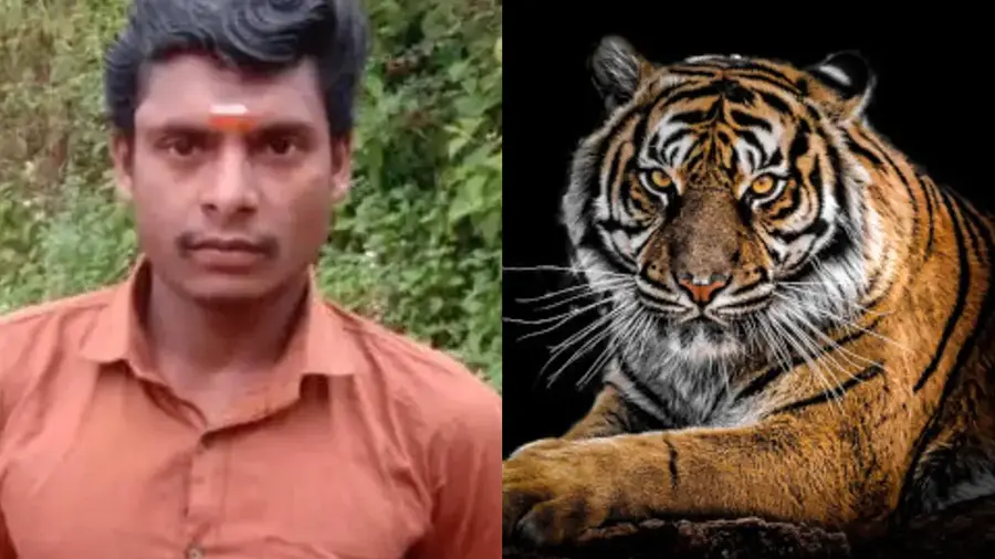 tiger