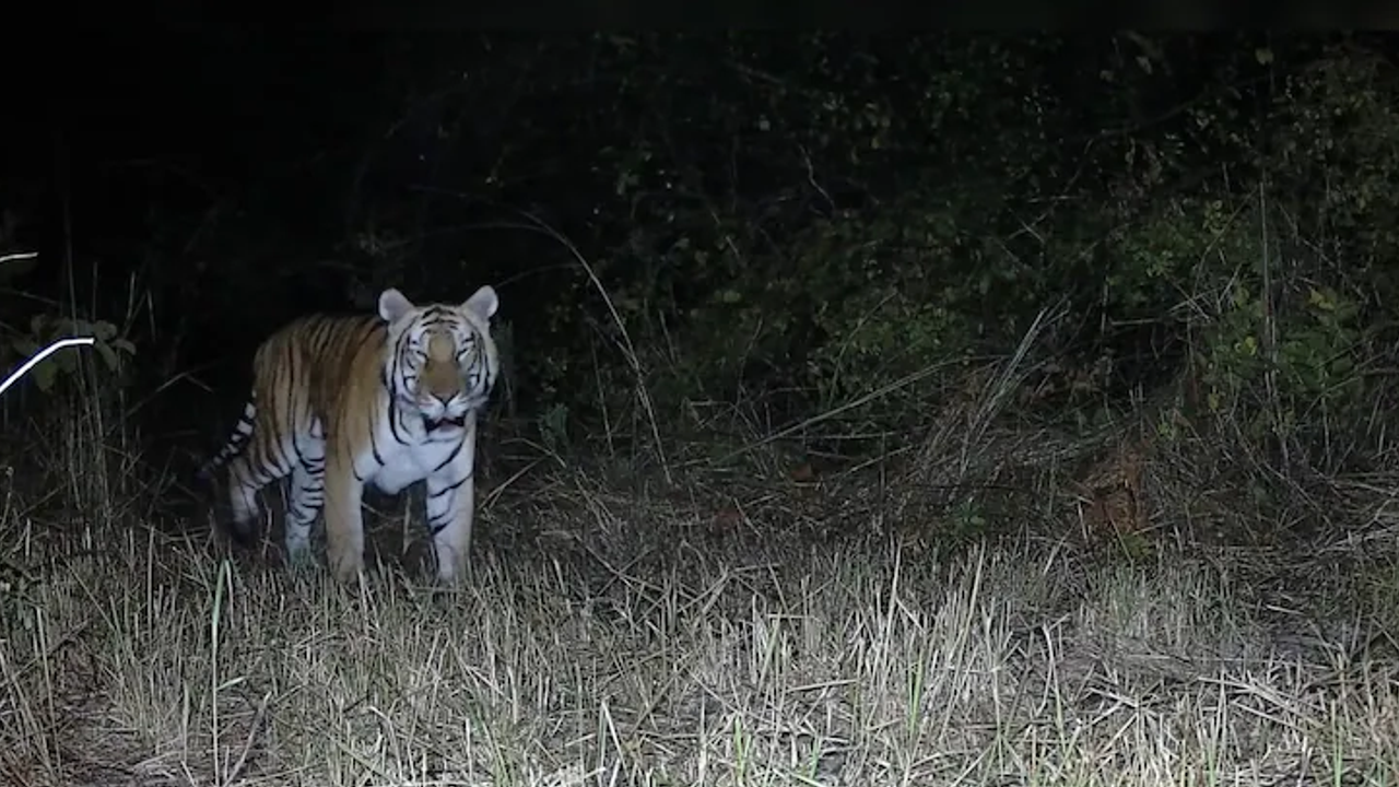 Bengal Tiger 