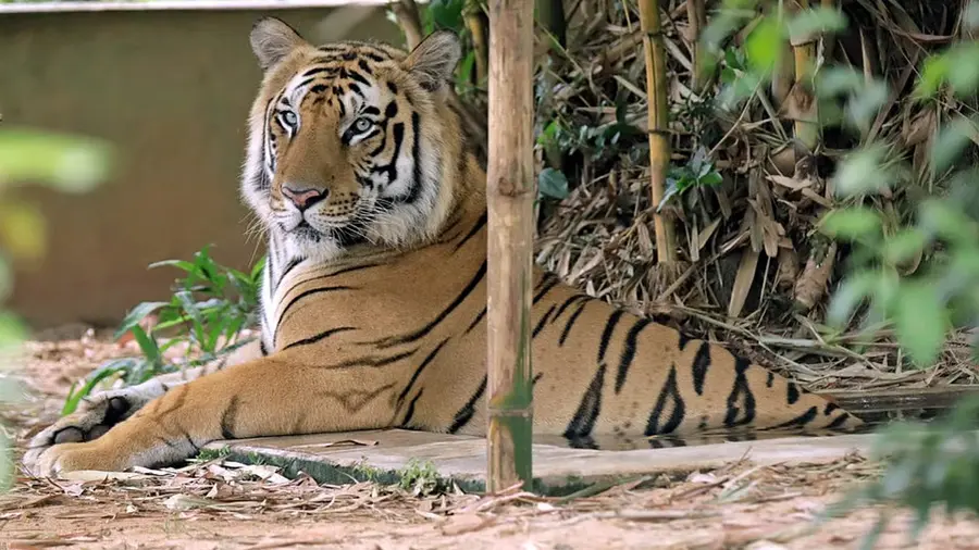 tiger