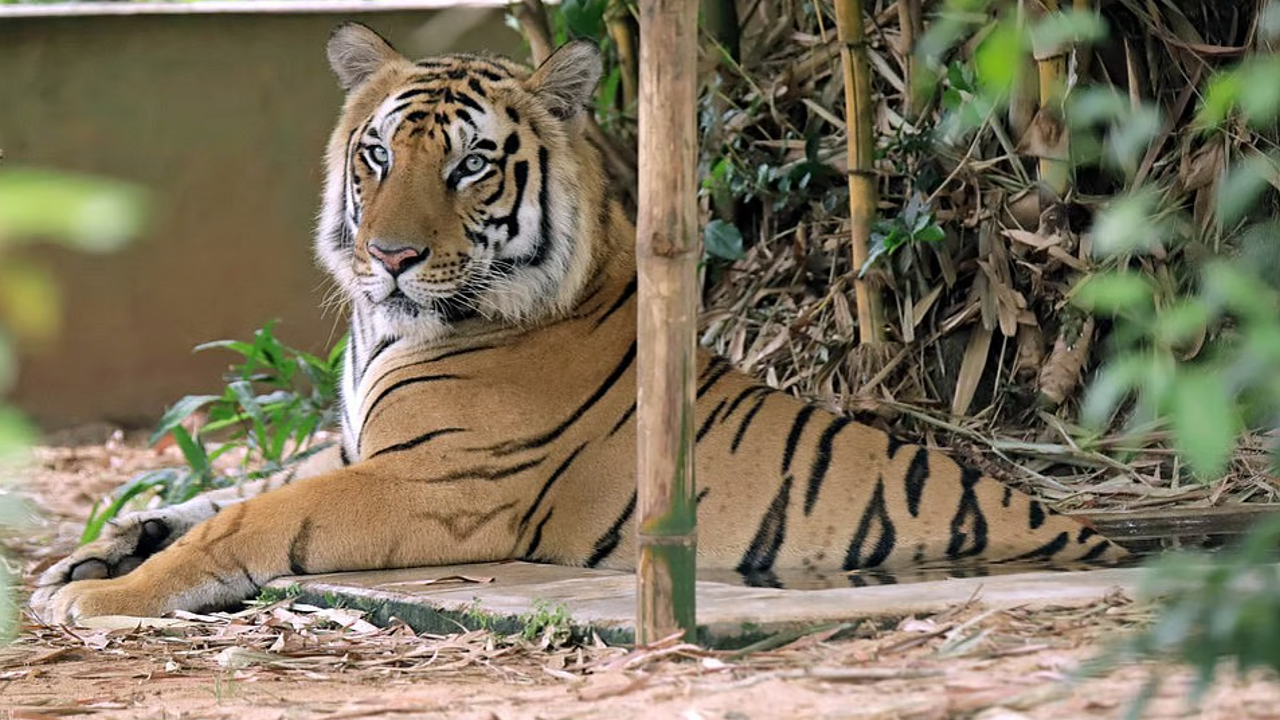 tiger