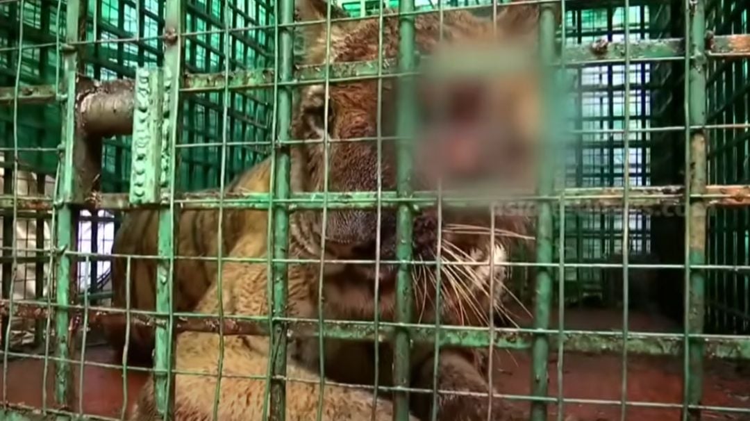 Tiger Kalikavu