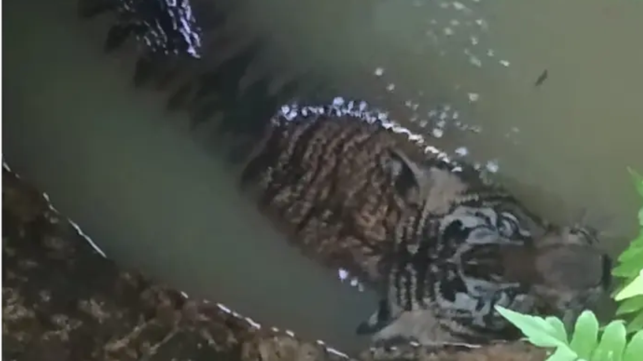 tiger 3