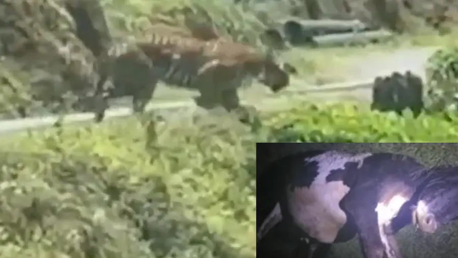 Tiger Found 