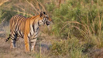 tiger attack